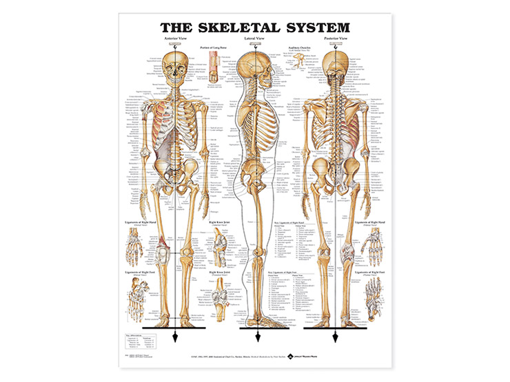 Laminated Anatomical Wallcharts
